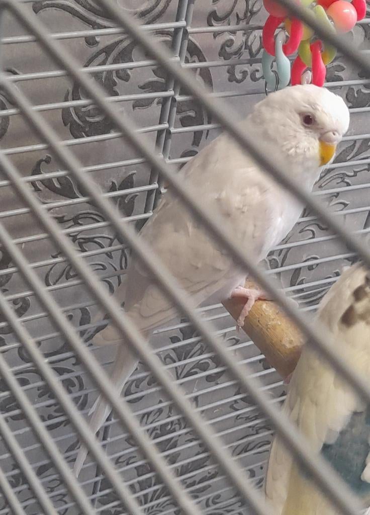 Jonge parkieten, Meerdere dieren, Parkiet