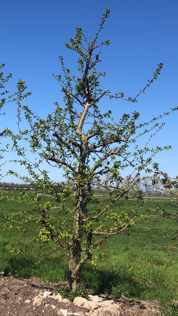 Opal Laagstam Pruim 20 jaar, Tuin en Terras, Ophalen, 250 tot 400 cm, Pruimenboom, Lente