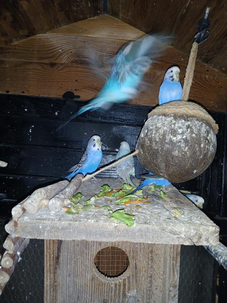 mooie jonge parkieten, Meerdere dieren, Parkiet, Tam