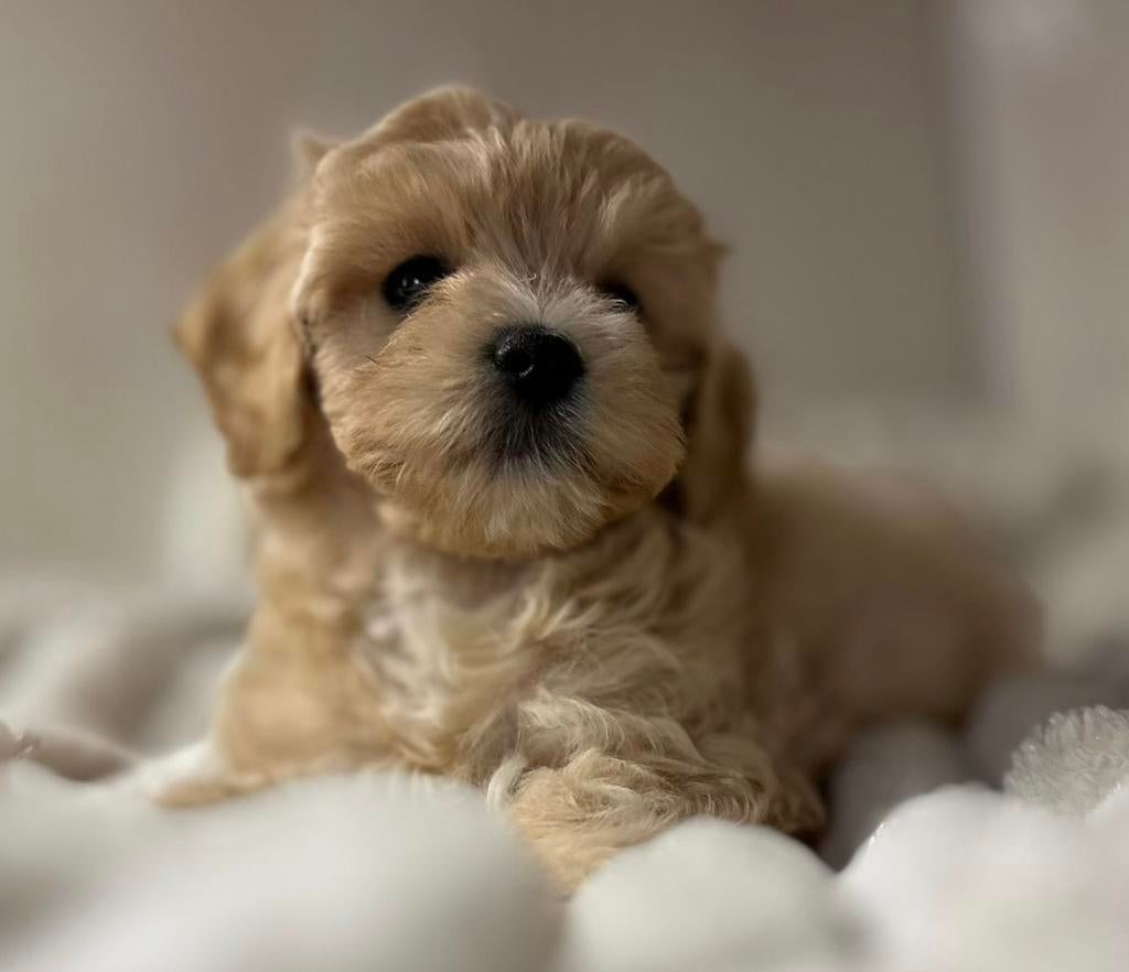 Prachtige kleinblijvende maltipoo pups zoeken warm mandje, Dieren en Toebehoren, Honden | Chihuahua's en Gezelschapshonden, Overige rassen