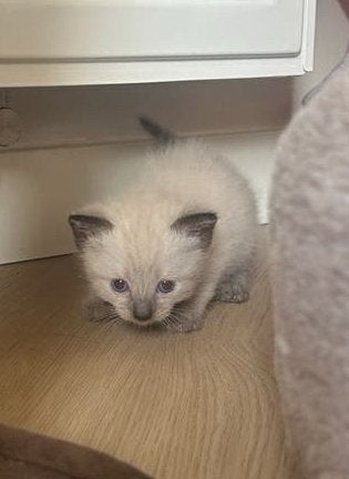 Kitten - Siberische kat, Dieren en Toebehoren, Katten en Kittens | Raskatten | Langhaar, Meerdere dieren