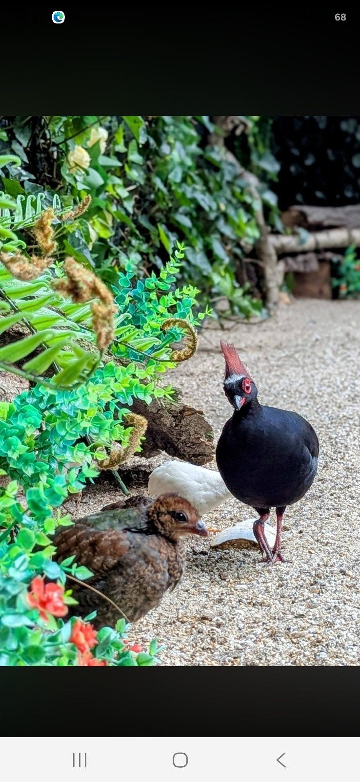 roul roul koppel, Dieren en Toebehoren, Meerdere dieren, Eend