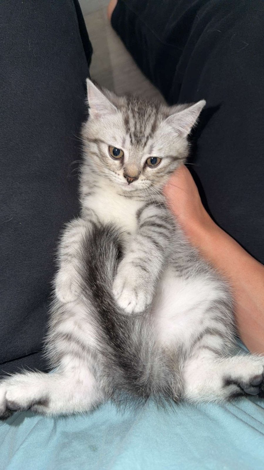 Schattige kittens zoeken een liefdevol thuis, Dieren en Toebehoren, Meerdere dieren, 0 tot 2 jaar
