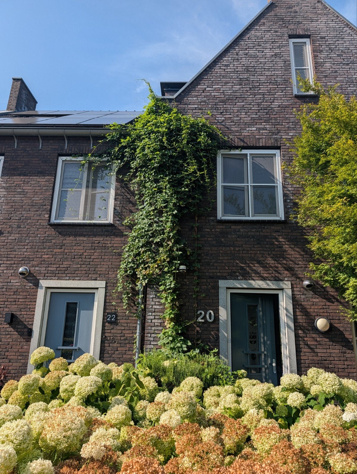 Hopplant Cascade voor bierbrouwen, Ophalen, Volle zon, Vaste plant, Klimplanten