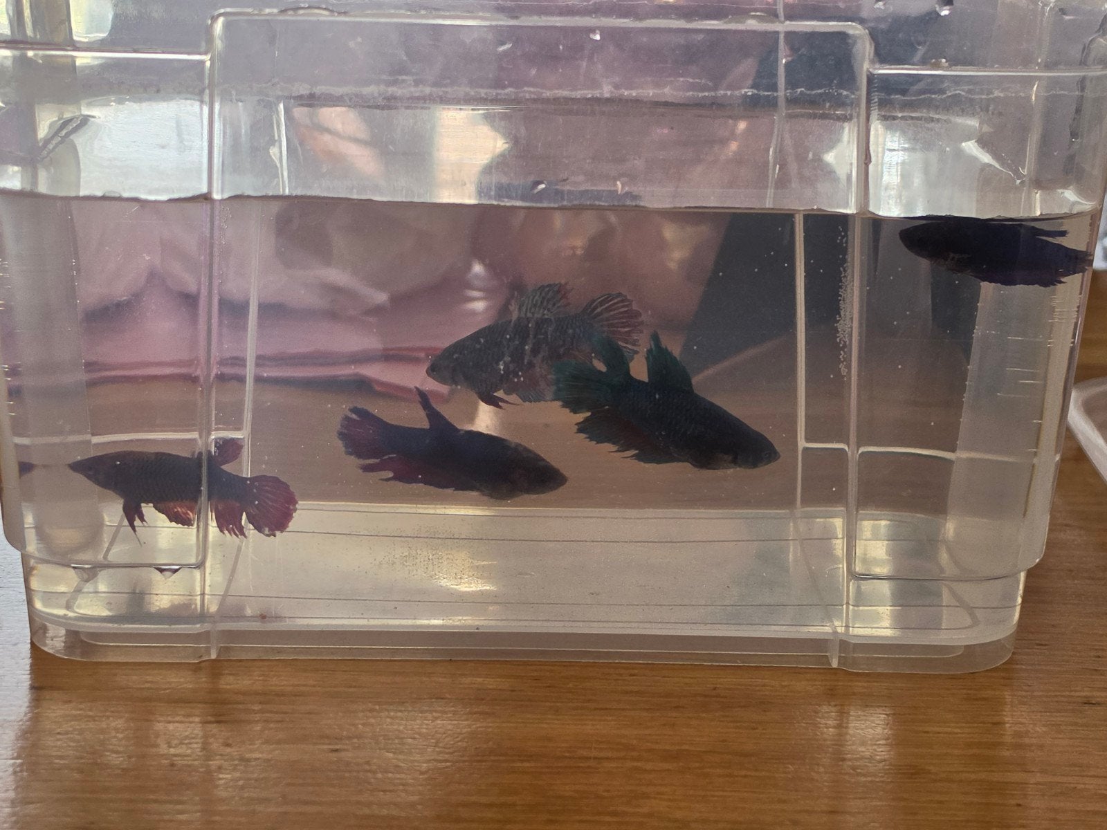 5 Betta-vrouwen ook los te koop, Dieren en Toebehoren, Vissen | Aquaria en Toebehoren, Ophalen, Zo goed als nieuw