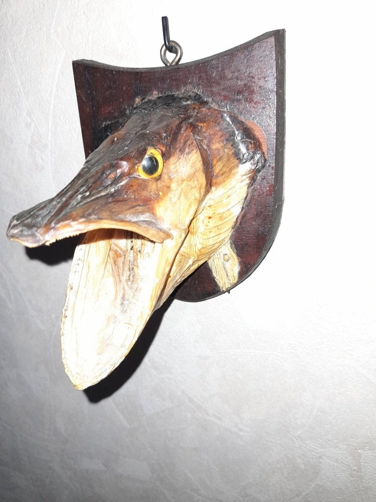 Opgezette (kleine) snoek, Ophalen of Verzenden, Nieuw, Overige typen