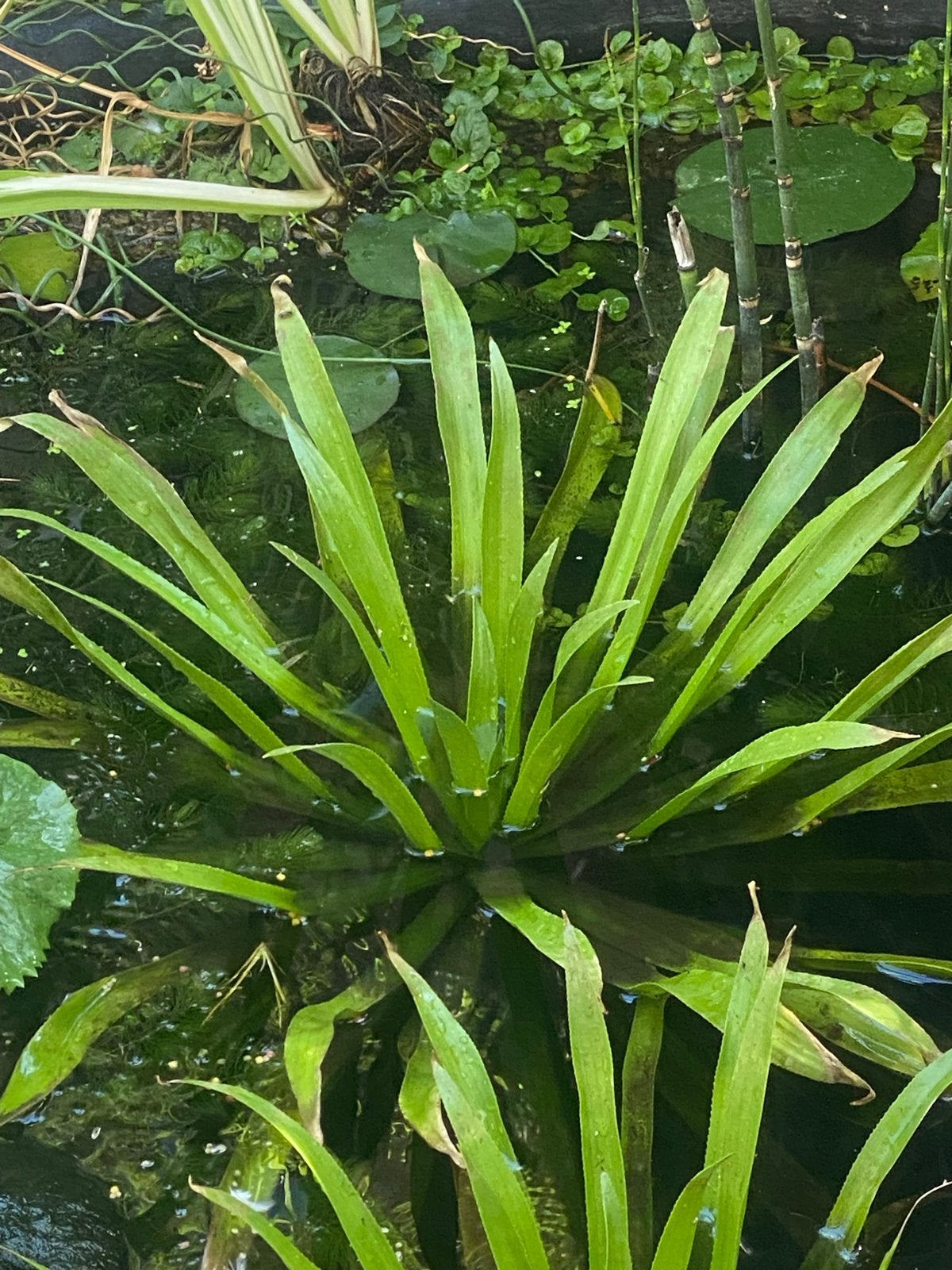 2 Waterplanten voor vijver krabbescheer, Ophalen, Zo goed als nieuw