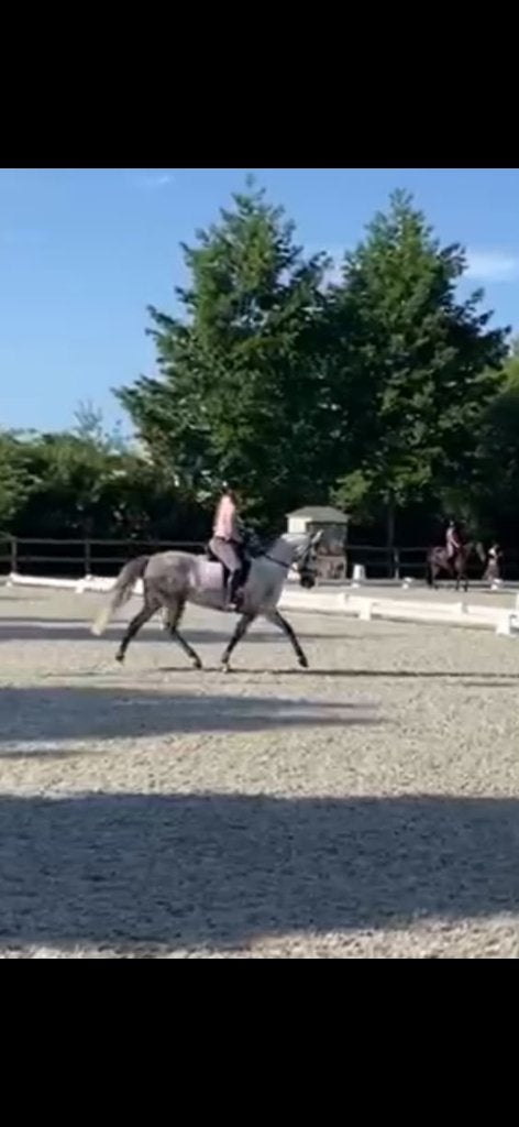 Mooie 7jarige E pony Cruzado te koop, Dieren en Toebehoren, Pony's, Met stamboom, B, 7 tot 10 jaar, Merrie
