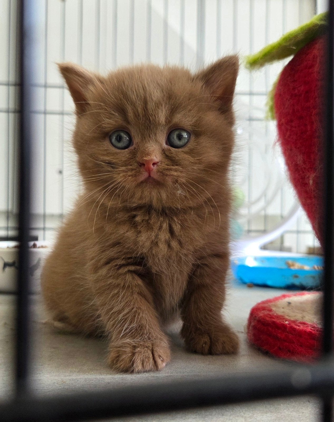 Cinnamon britse korthaar kitten(fok)meisje met stamboom, Poes, Met stamboom