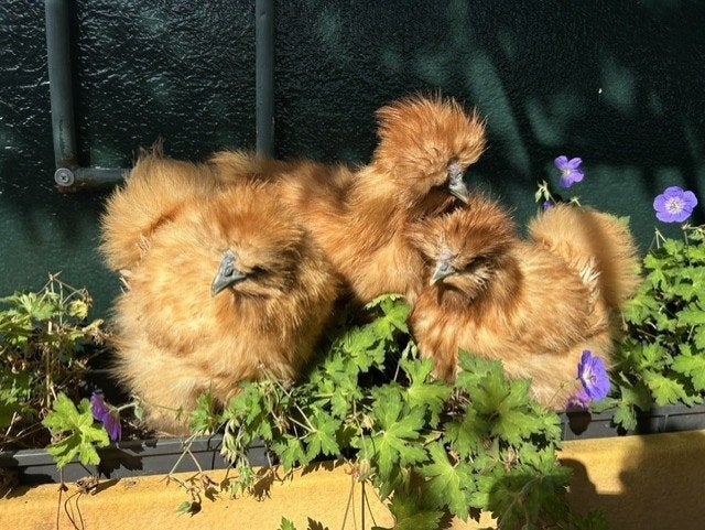 Trio buff zijdehoen/zijdehoenders, Dieren en Toebehoren, Meerdere dieren, Kip