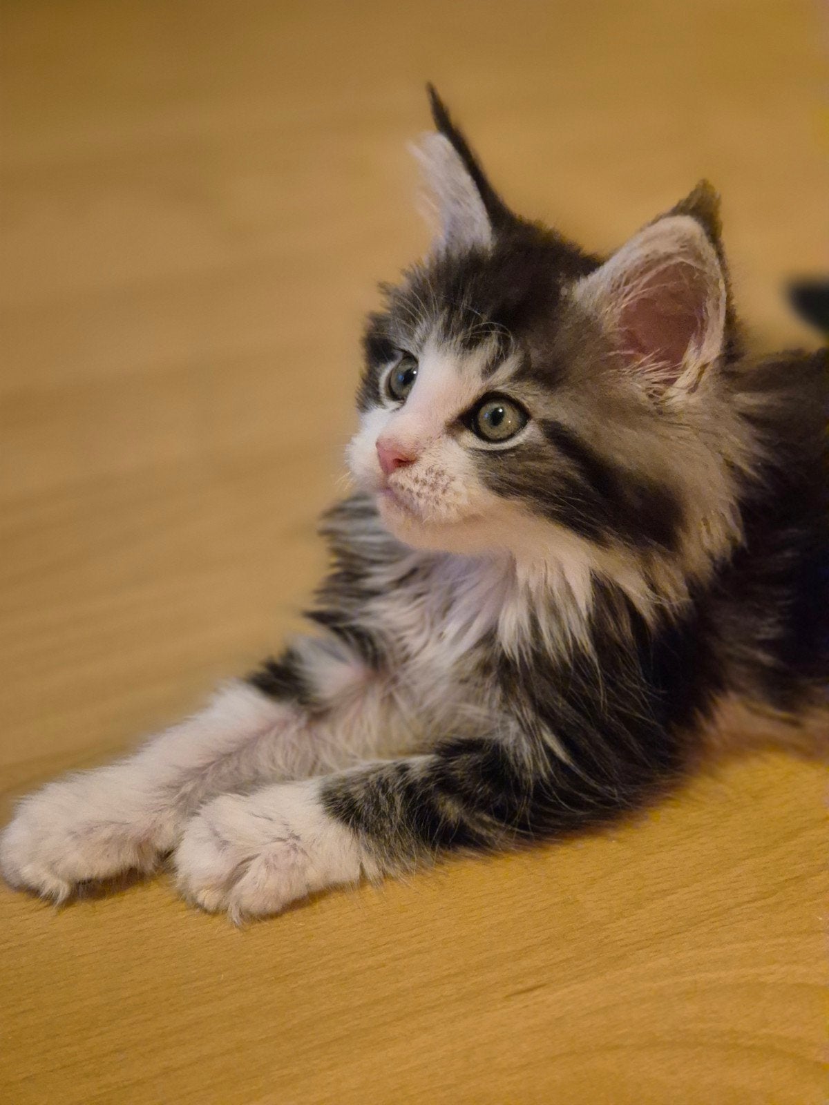Lieve Maine Coon kittens, Meerdere dieren, Met stamboom