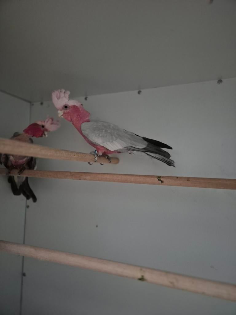 Mooie bewezen kweek koppel rosé kakatoe, Dieren en Toebehoren, Vogels | Parkieten en Papegaaien, Meerdere dieren, Papegaai, Geringd