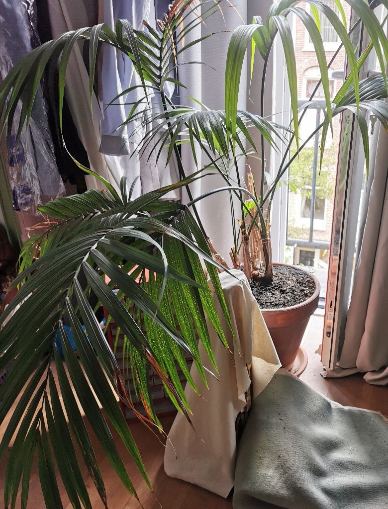 Kentia palm 120 cm high and 150cm diameter, Ophalen, In pot, Halfschaduw, 100 tot 150 cm