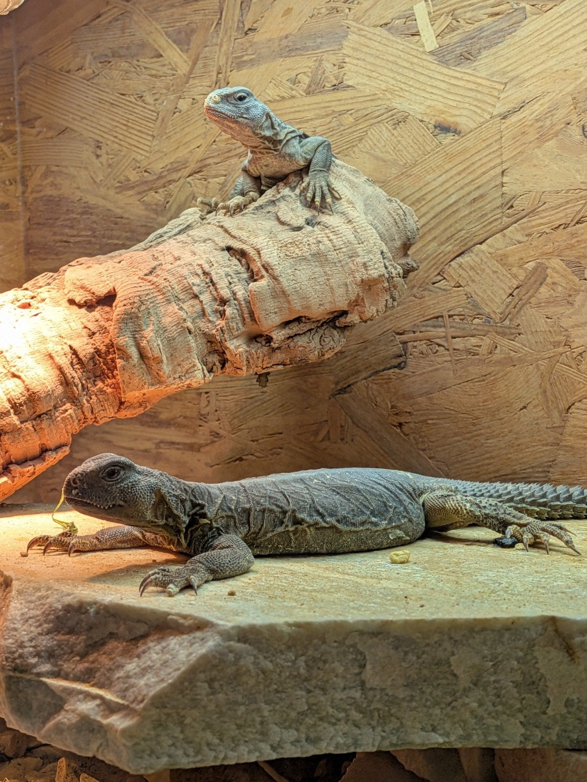 uromastyx, xenagama Taylori, pogona vitticeps Bearded Dragon photo 4