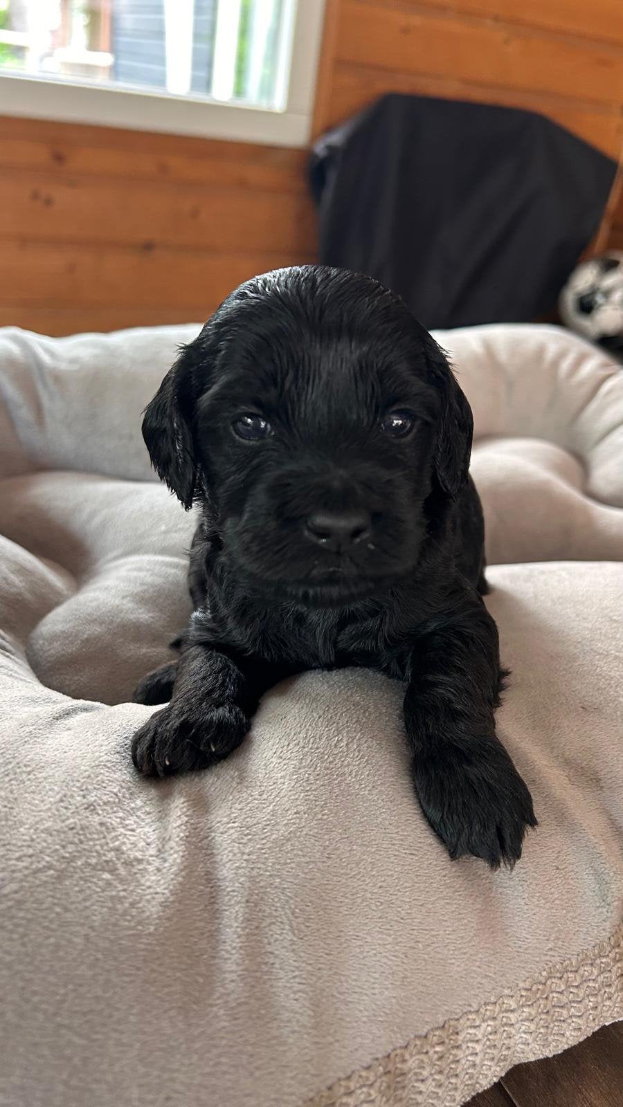 Labradoodle mini, Parvo, Overige rassen, 8 tot 15 weken, Meerdere