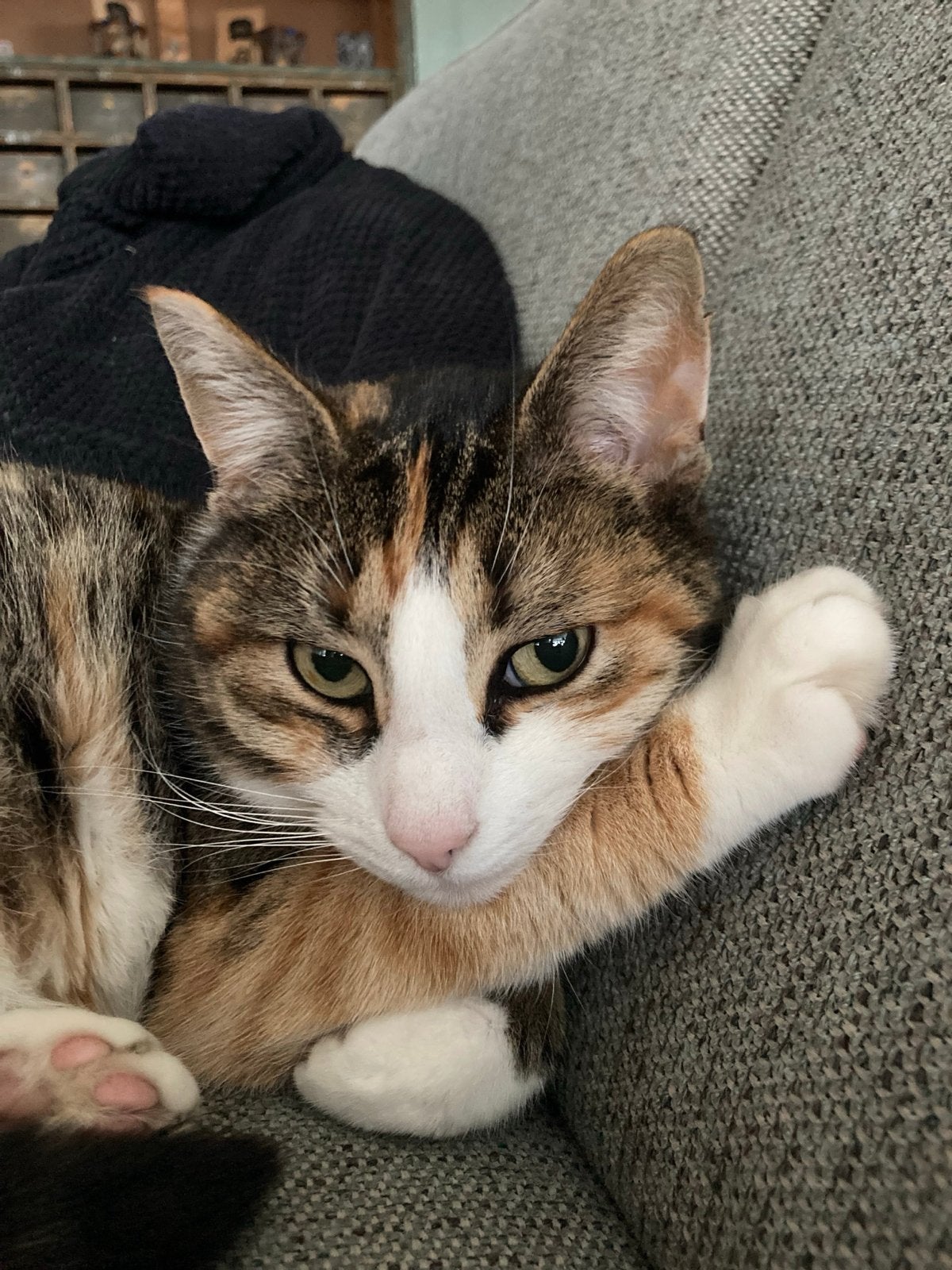Lieve poes van 10 jaar zoekt een rustig huis!, Poes, Kortharig, 6 jaar of ouder