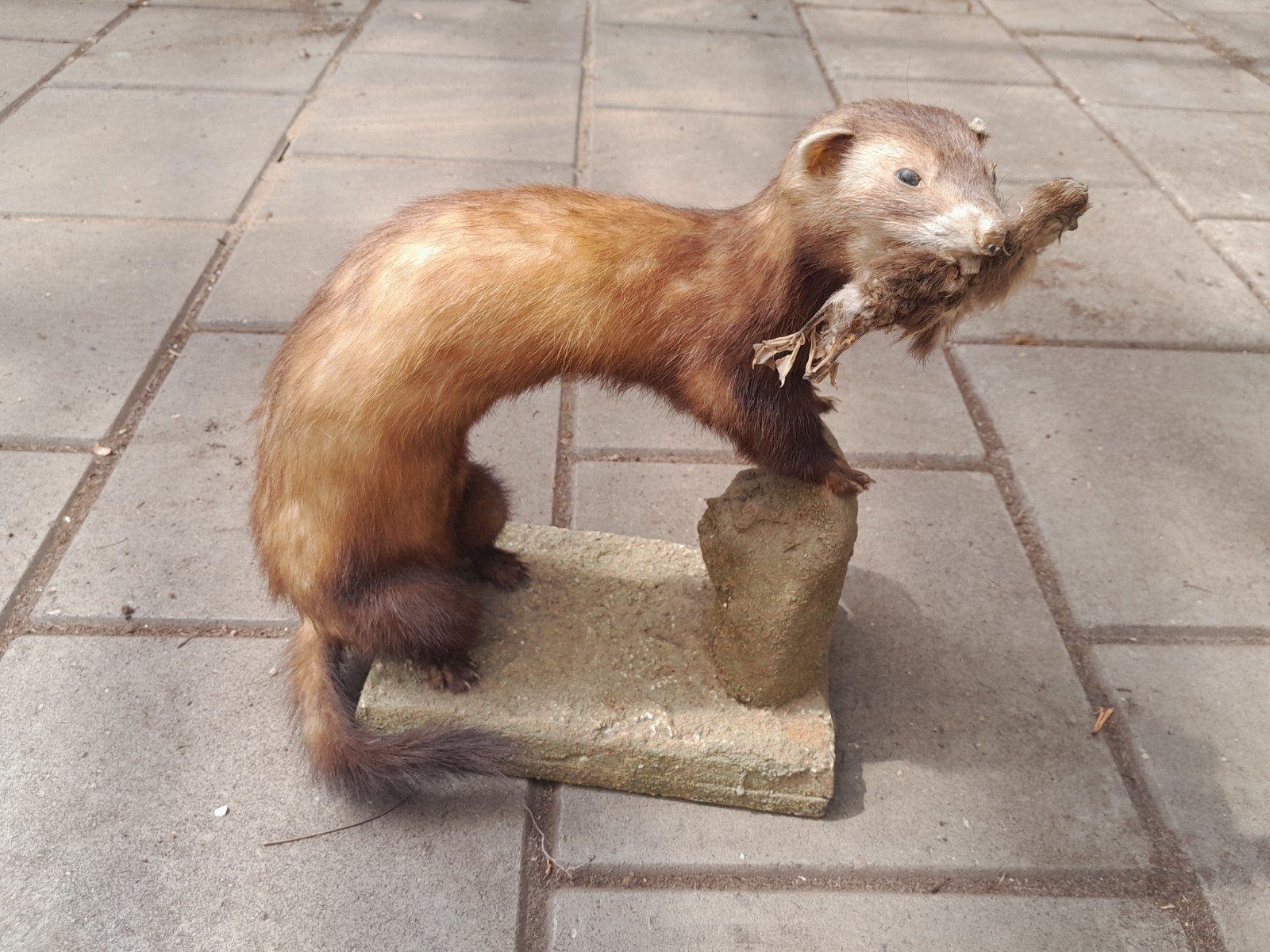 Oude opgezette bunzing met eendje, taxidermie, Ophalen of Verzenden, Gebruikt, Opgezet dier