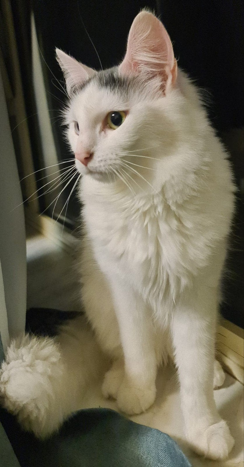 Siamees kater & Turkse Van poes (2 jaar) zoeken liefdevol th