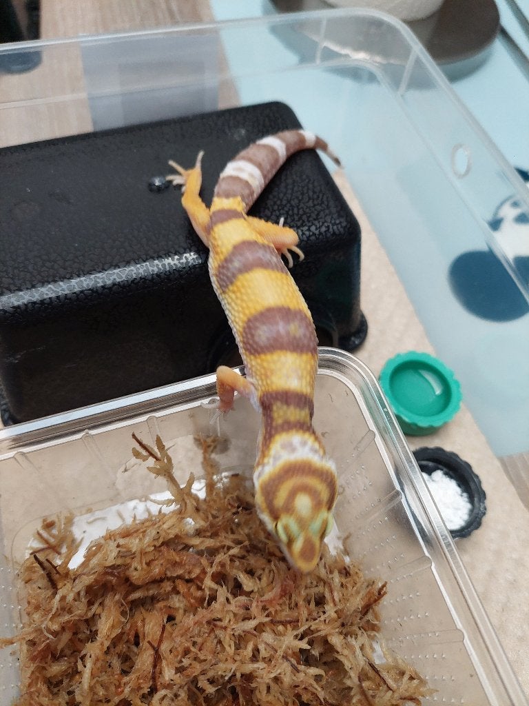 Luipaardgekko, Dieren en Toebehoren, Reptielen en Amfibieën, Hagedis, 0 tot 2 jaar