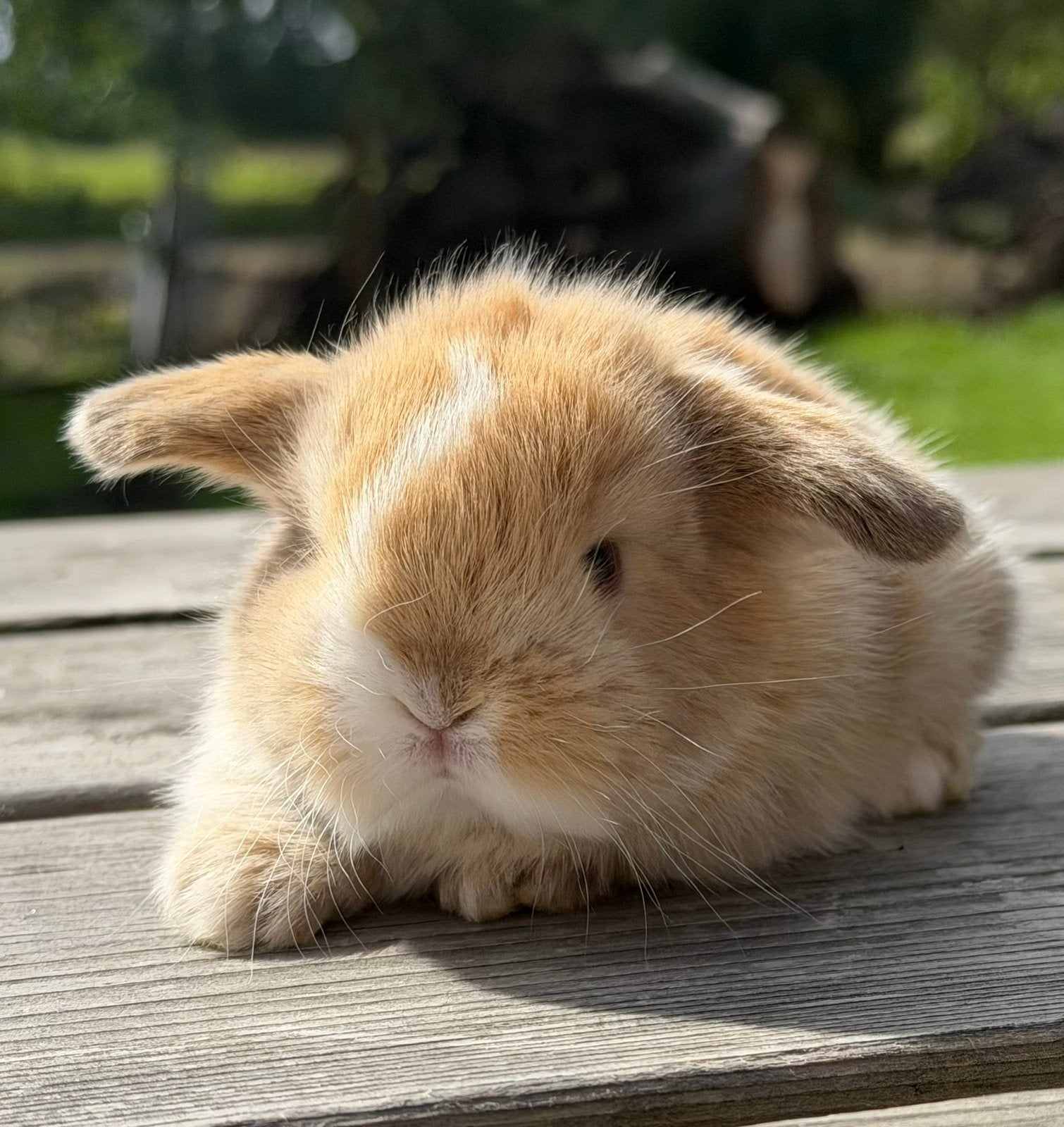Lieve minilop konijntjes, Meerdere dieren, Dwerg