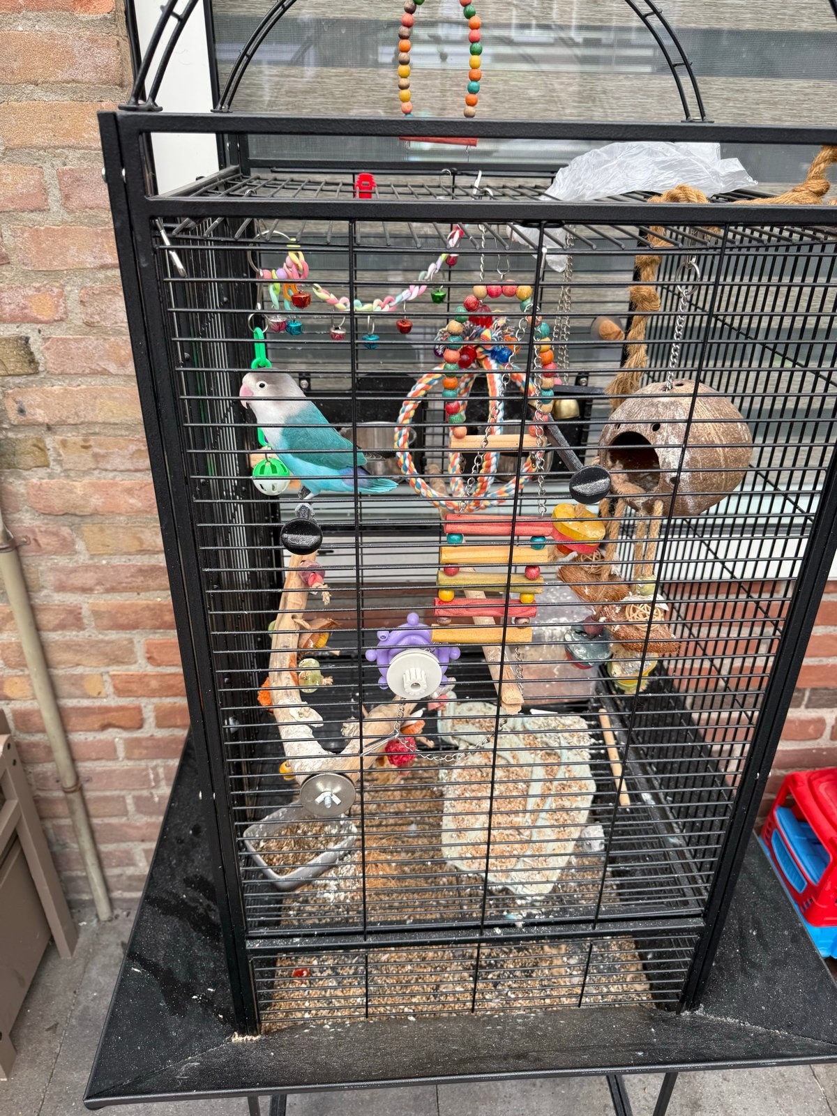 Vogel met kooi te koop