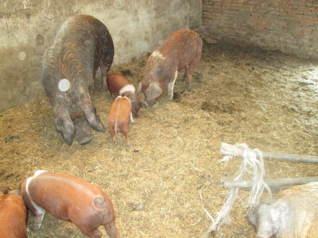 husumer varkens en biggen, Dieren en Toebehoren, Schapen, Geiten en Varkens, Meerdere dieren, Varken, 0 tot 2 jaar