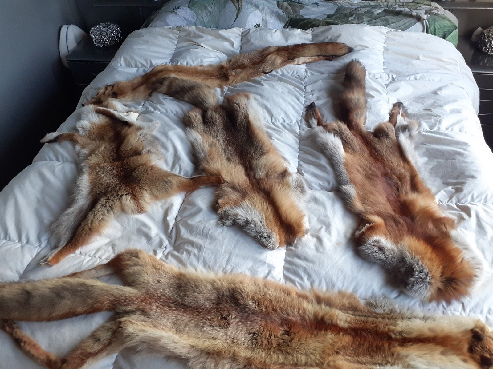 5 echte red fox bontvellen bontstola in 1 koop dekoratie, Ophalen of Verzenden, Zo goed als nieuw, Bruin