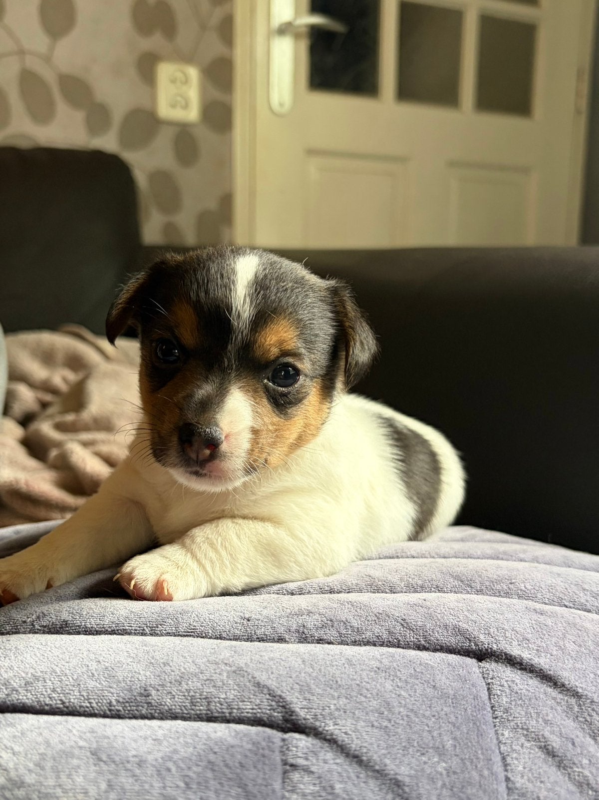 Super mooie sociale laagbenige jack Russell pups, Jack Russell Terriër, Meerdere, Meerdere dieren, Nederland
