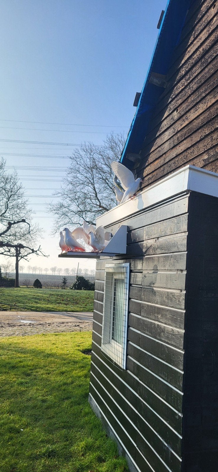 mooie sier/postduiven, Dieren en Toebehoren, Meerdere dieren, Overige soorten