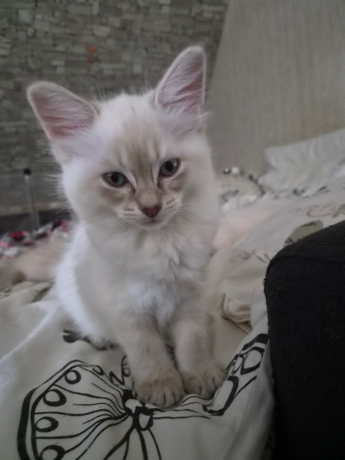 Ragdoll kitten de laatste (poesje), Dieren en Toebehoren, Katten en Kittens | Raskatten | Langhaar, Meerdere dieren, Ontwormd