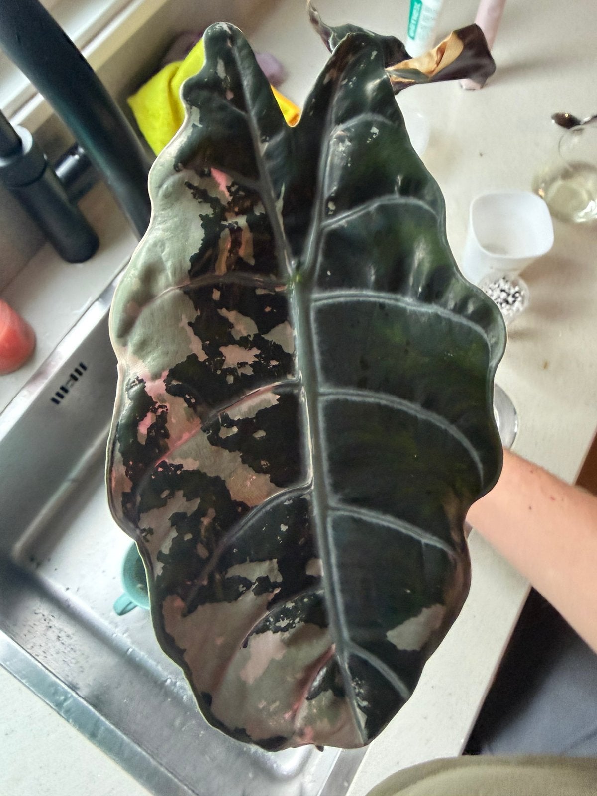 Alocasia Chantrieri pink corms, Ophalen of Verzenden, Nieuw