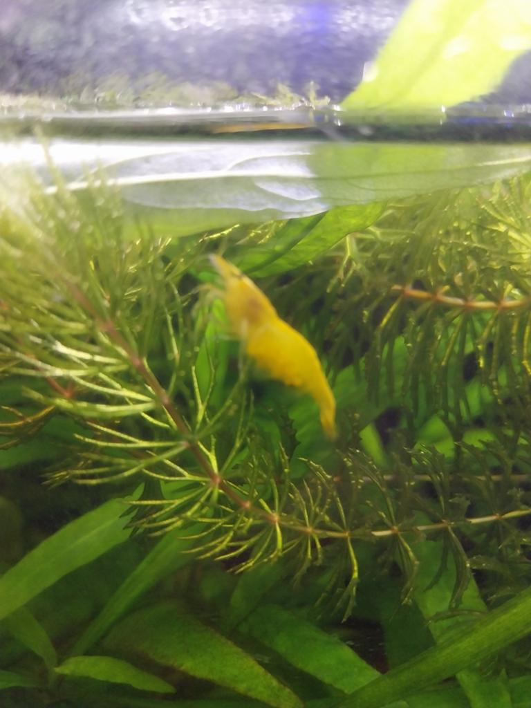 Citroen garnalen, Dieren en Toebehoren, Vissen | Aquariumvissen, Kreeft, Krab of Garnaal