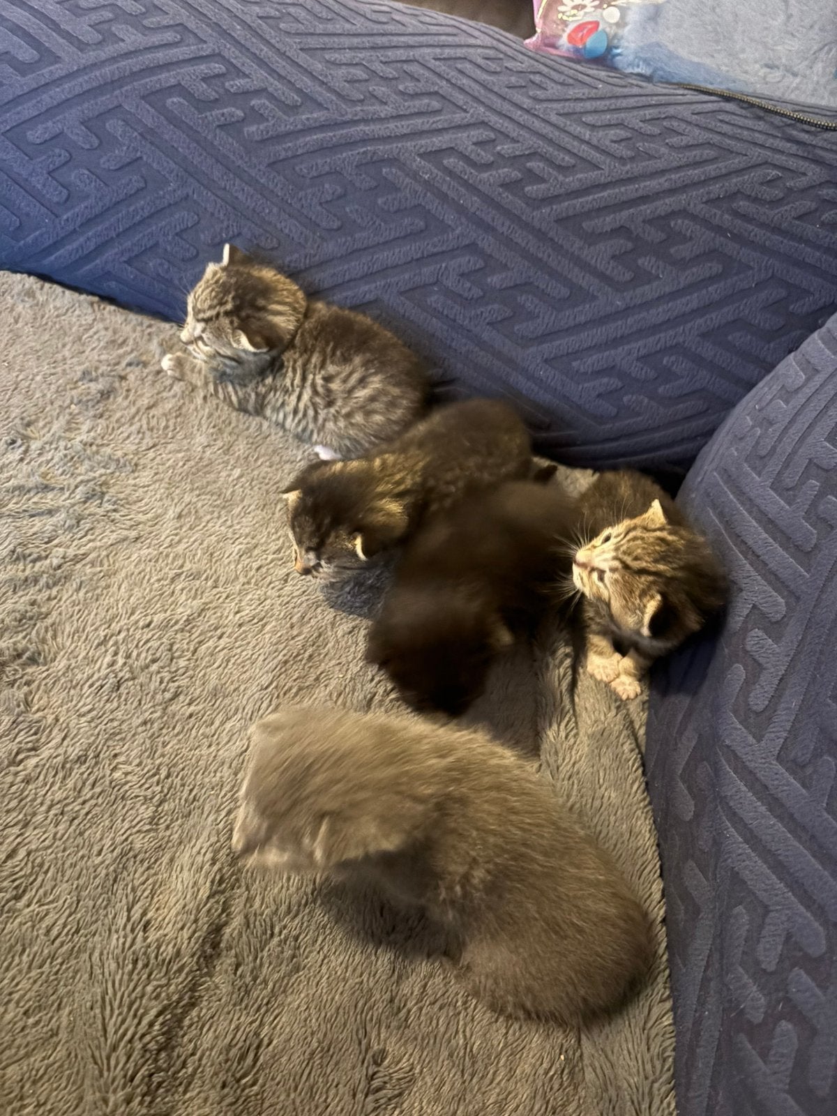mooie lieve kittens, Dieren en Toebehoren, Katten en Kittens | Overige Katten, Meerdere dieren