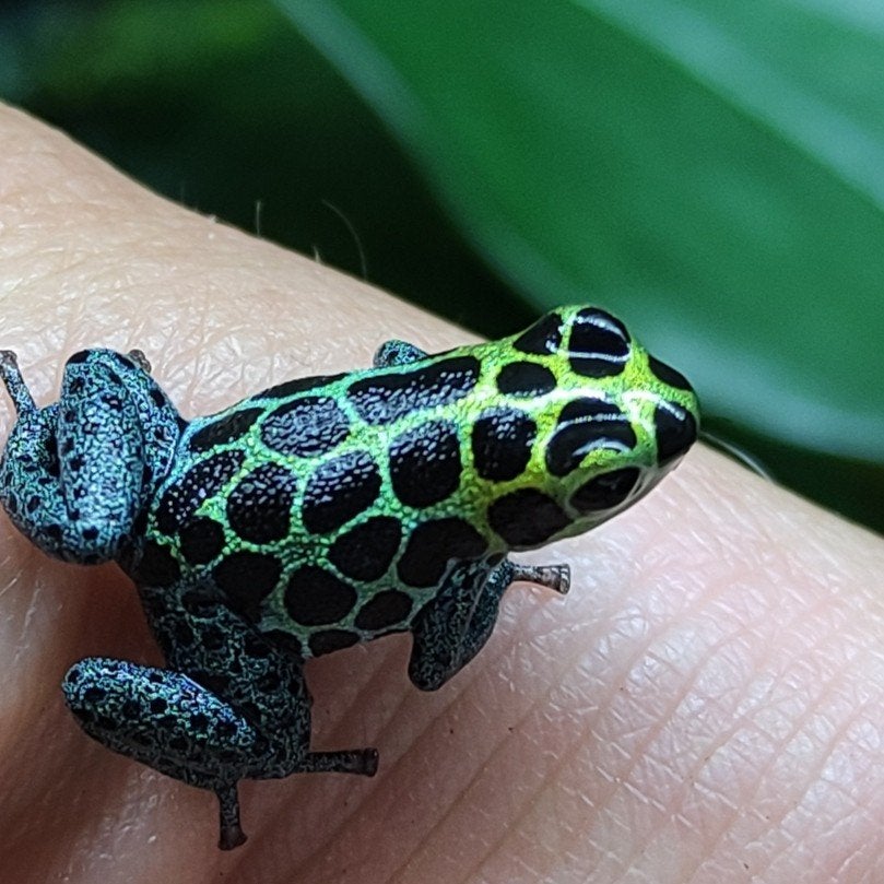 Ranitomeya imitator 'Cainarachi'