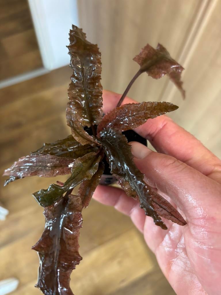 Cryptocoryne flamingo, Dieren en Toebehoren, Ophalen of Verzenden, Nieuw, Plant(en), Steen of Hout