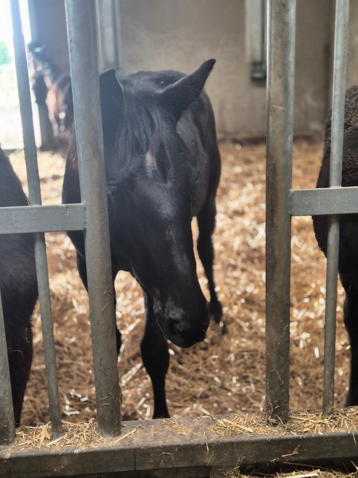 Grote prachtige zwarte jaarling met TOP karakter en beweging, Dieren en Toebehoren, Paarden, Hengst, Dressuurpaard, 0 tot 2 jaar