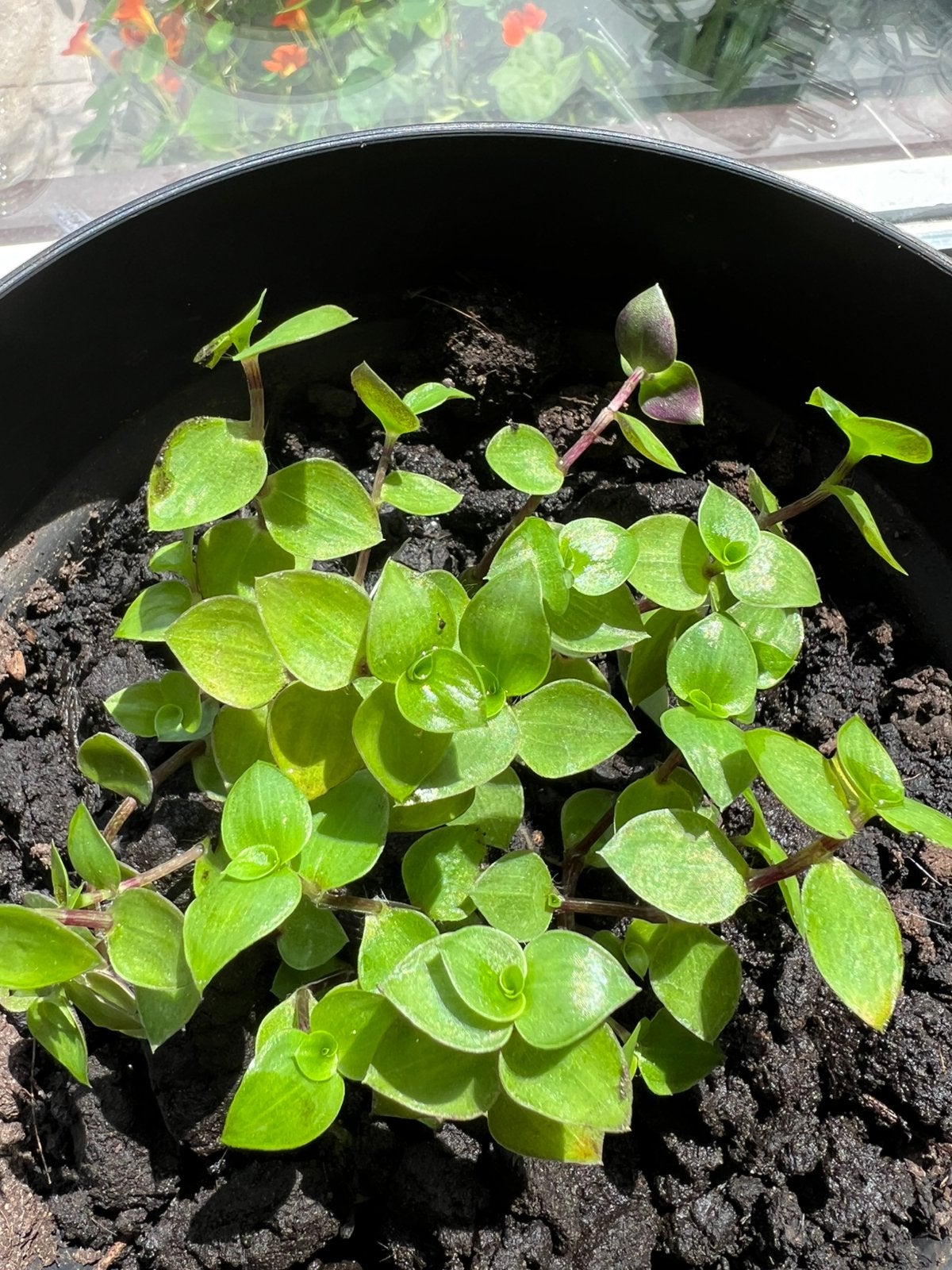 Eetbare landschildpadden plant, Dieren en Toebehoren, Reptielen en Amfibieën | Toebehoren, Ophalen of Verzenden, Tak, Plant, Rots of Steen
