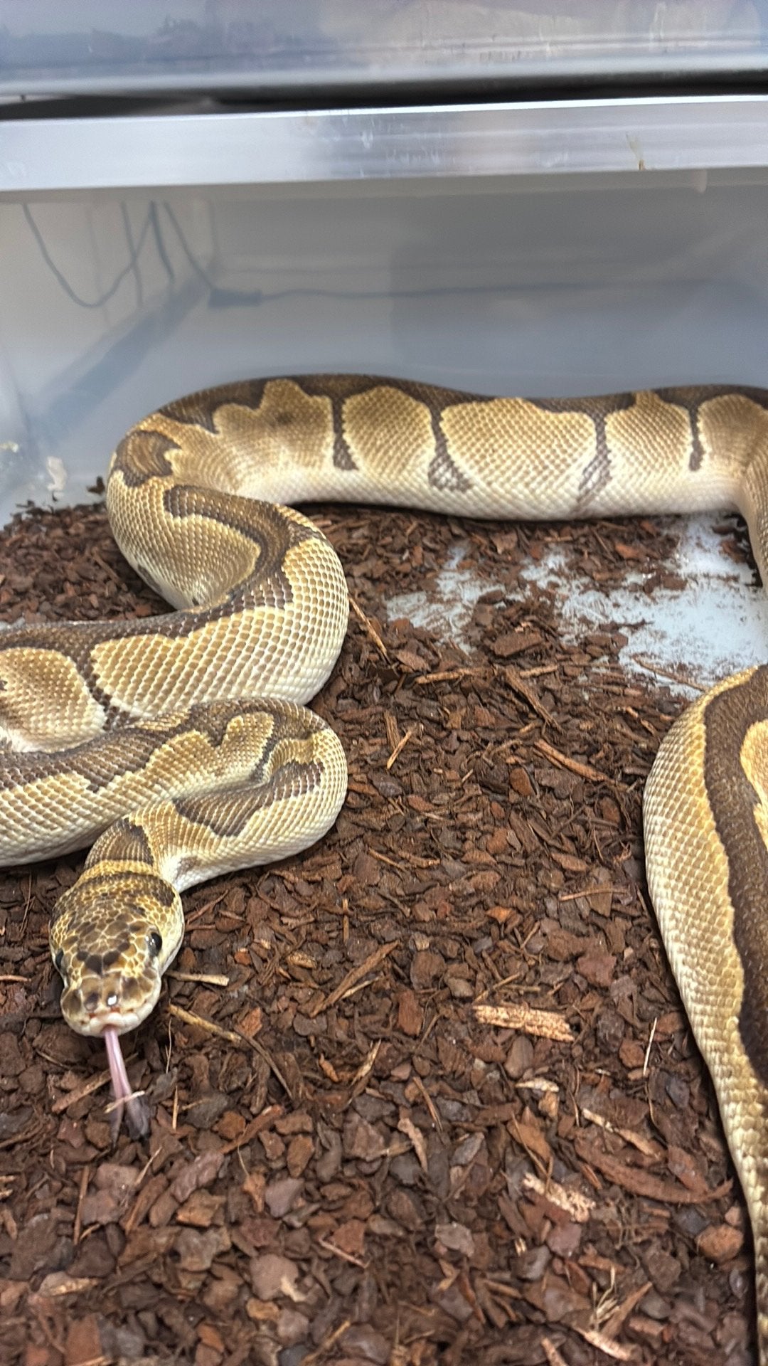 Ball python regius Ball Python photo 2