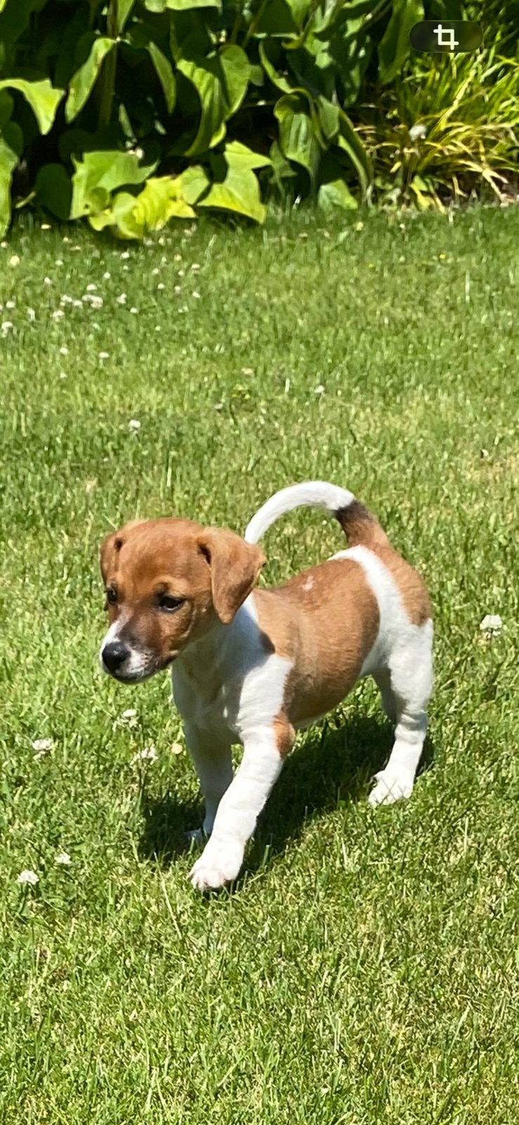 Nog een teefje  en reutje beschikbaar, Dieren en Toebehoren, Jack Russell Terriër, 8 tot 15 weken, Parvo, Meerdere