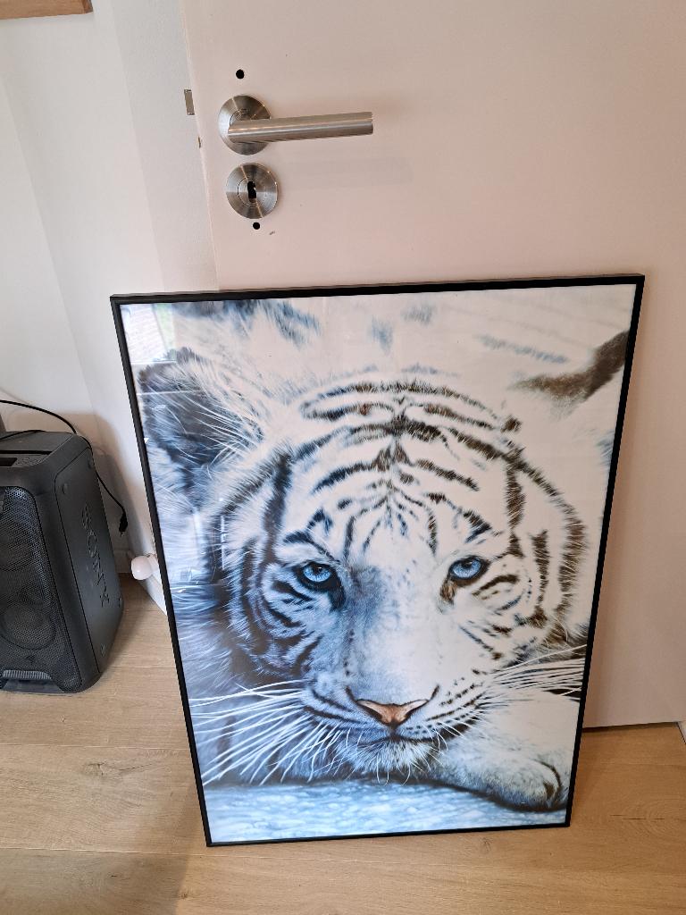 Tijger/dieren poster, Ophalen, Zo goed als nieuw, Foto of Poster, 75 – 100