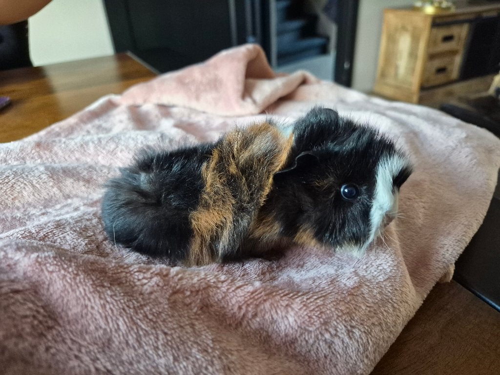 Lieve peruviaan cavia broertjes, Cavia, Mannelijk, Tam, September