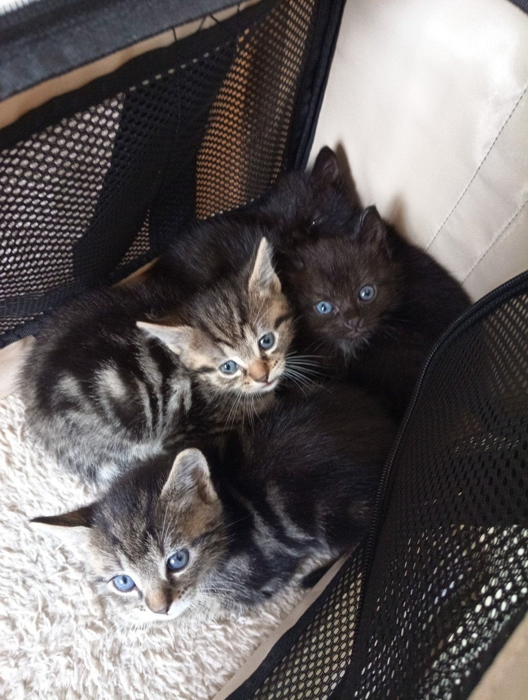 Kittens