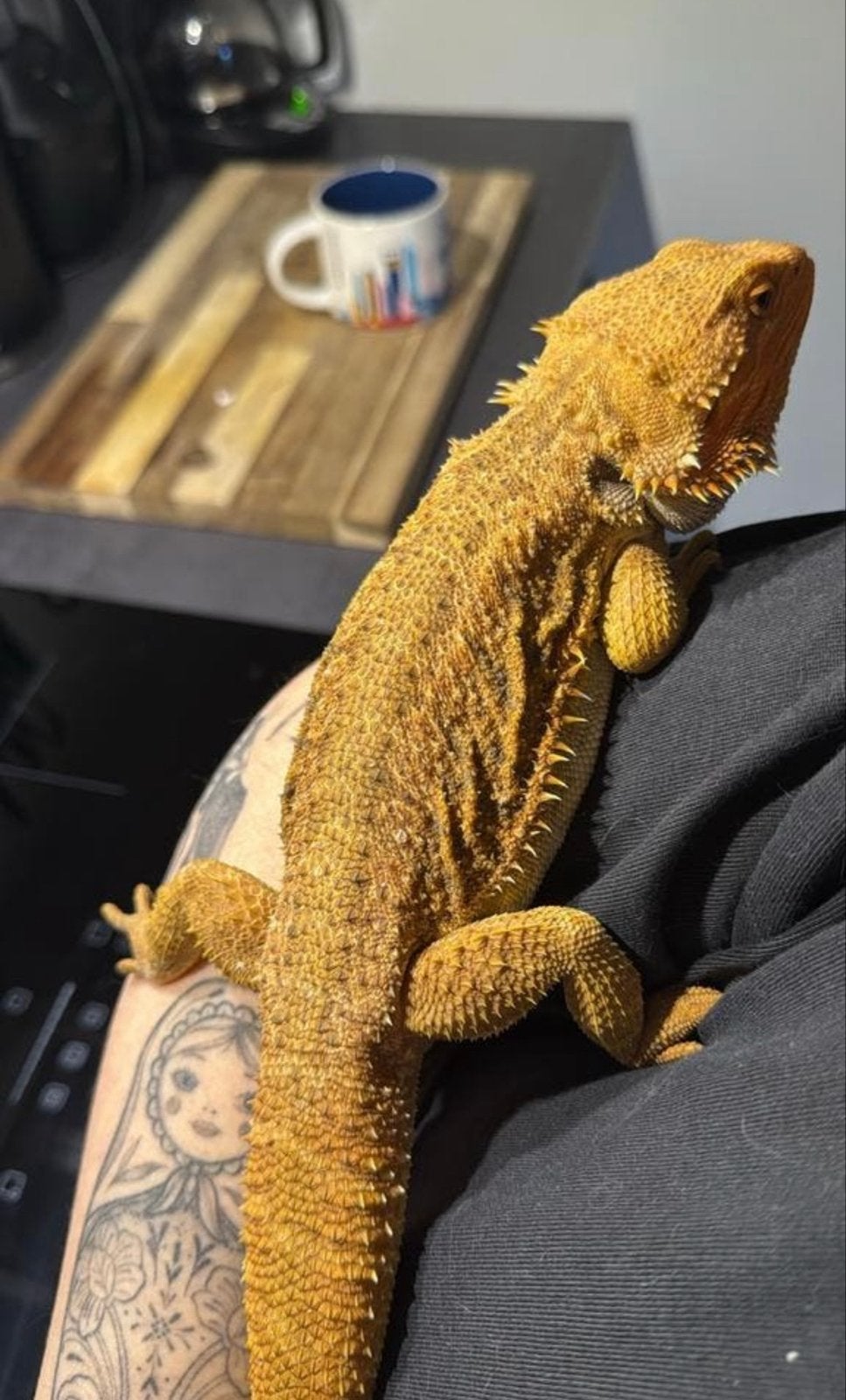 Baardagaam Sephira incl. terrarium, lampen & decor Bearded Dragon - female for sale from Helena Johnstone