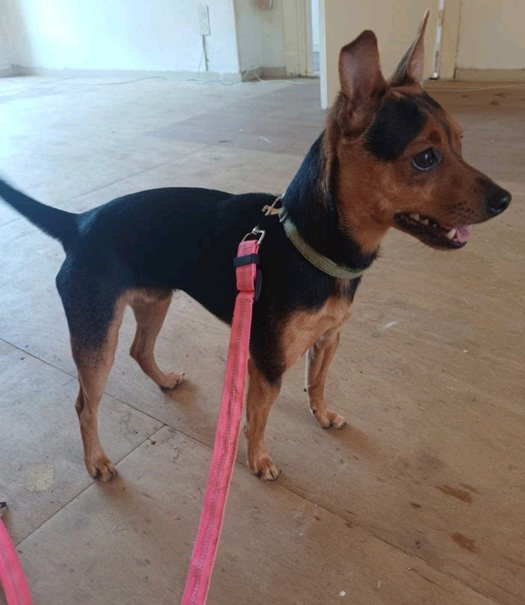 Dushi, reu kruising Dwergpinscher x Amerikaanse Naakthond, Rabiës (hondsdolheid), 15 weken tot 1 jaar, Eén hond, Nederland