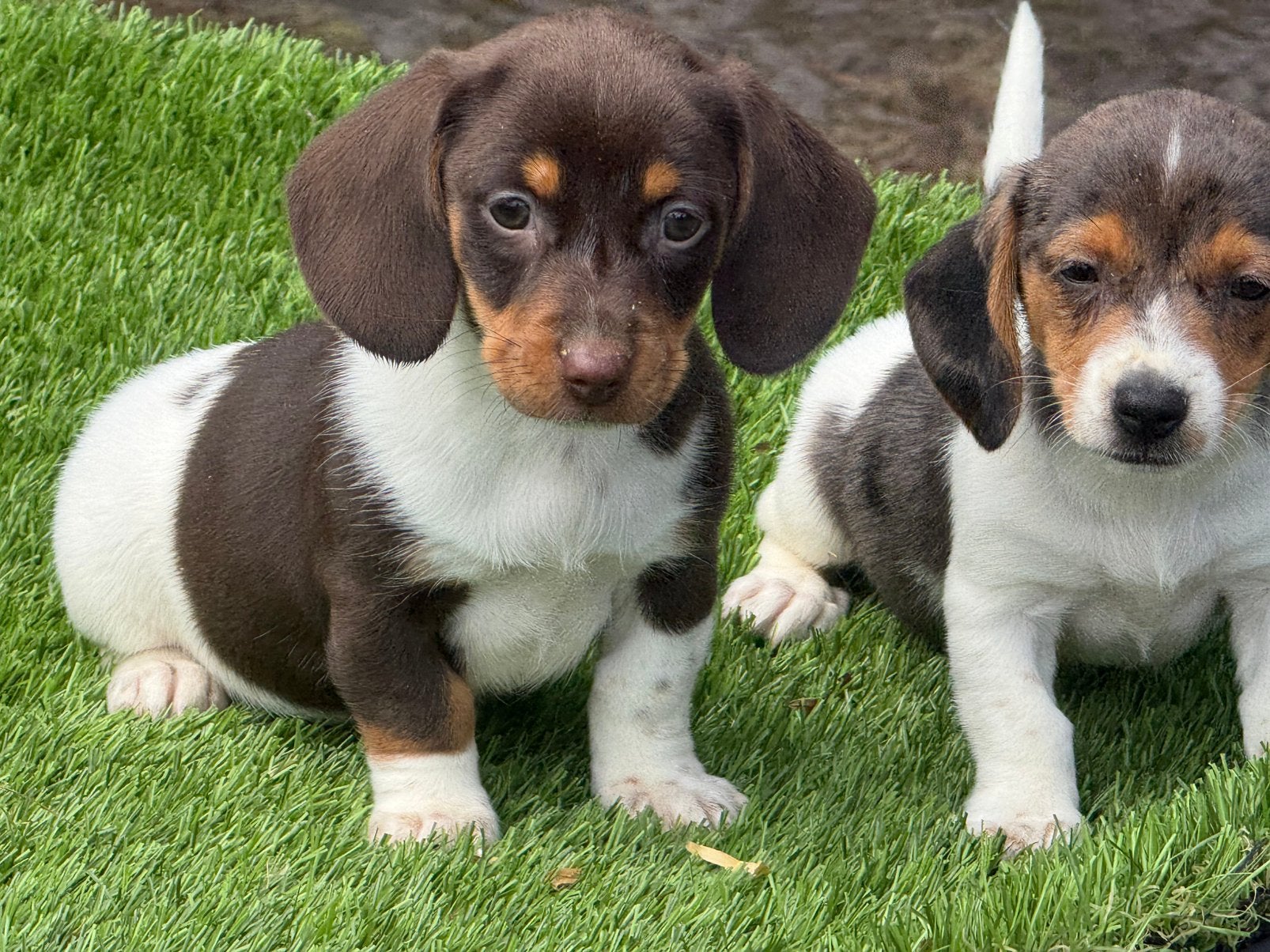 Piebald dwerg teckel pups aangeboden, Dieren en Toebehoren, Honden | Teckels en Dashonden, Nederland, Parvo, 8 tot 15 weken, Korthaar
