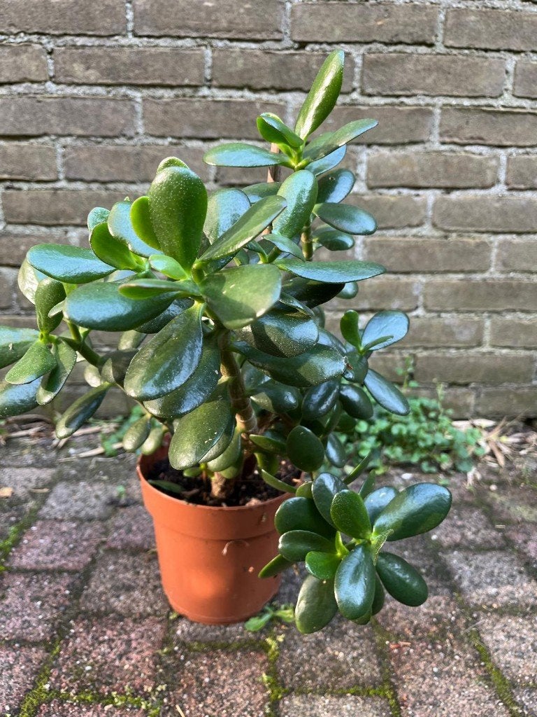 Jadeplant- Crassula ovata, Huis en Inrichting, Ophalen of Verzenden, Halfschaduw, Minder dan 100 cm