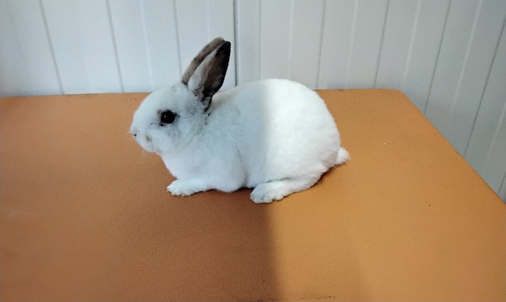 schitterend mooi jong dwerg rexje met super zachte vacht., Dieren en Toebehoren, Konijnen, Mannelijk, Dwerg