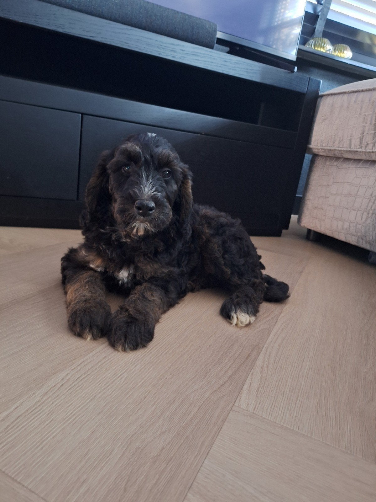Australian labradoodle pup, Nederland, 8 tot 15 weken, Eén hond, Fokker | Professioneel