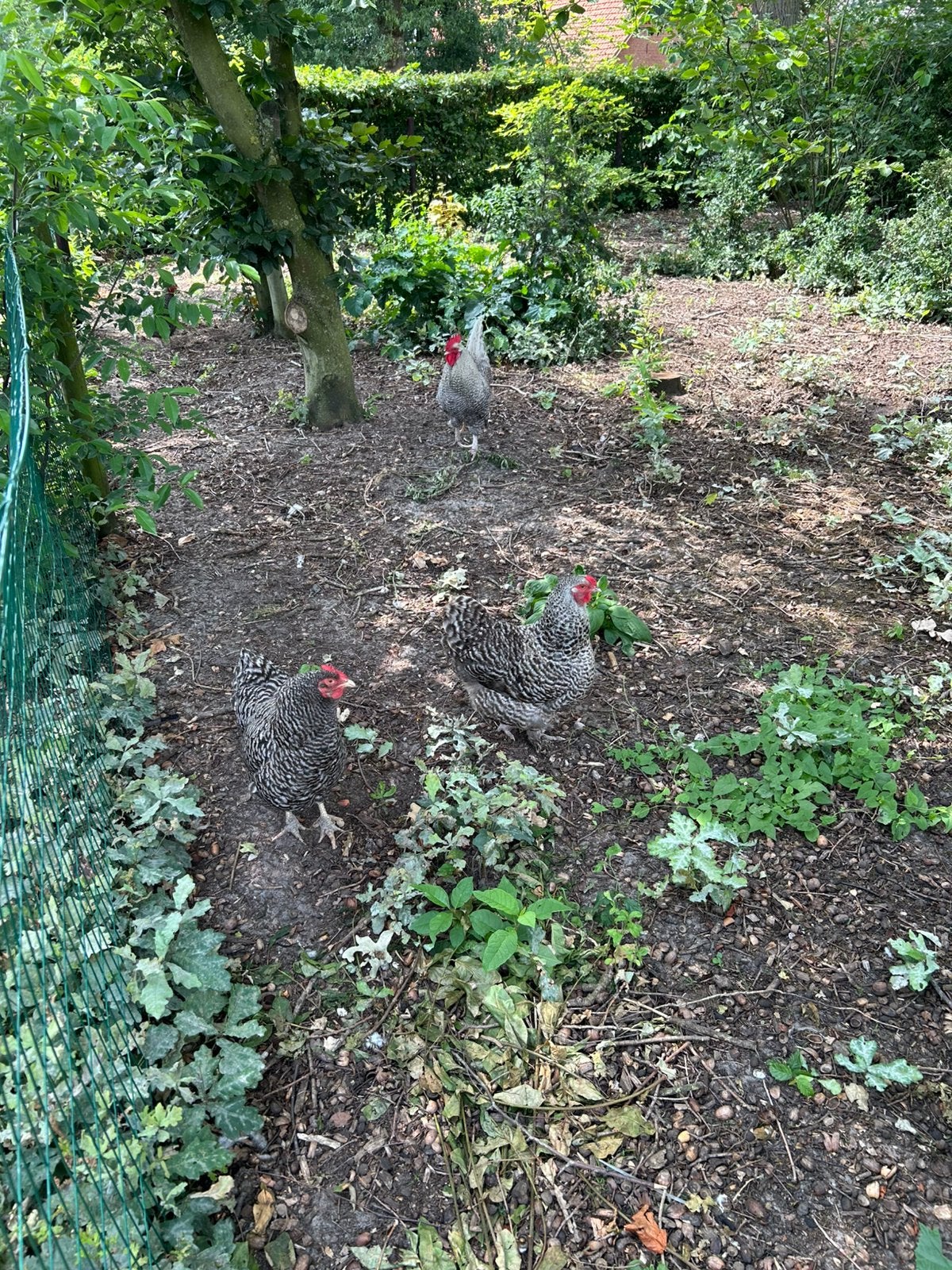 3 hennen & een haan, Dieren en Toebehoren, Vrouwelijk, Kip