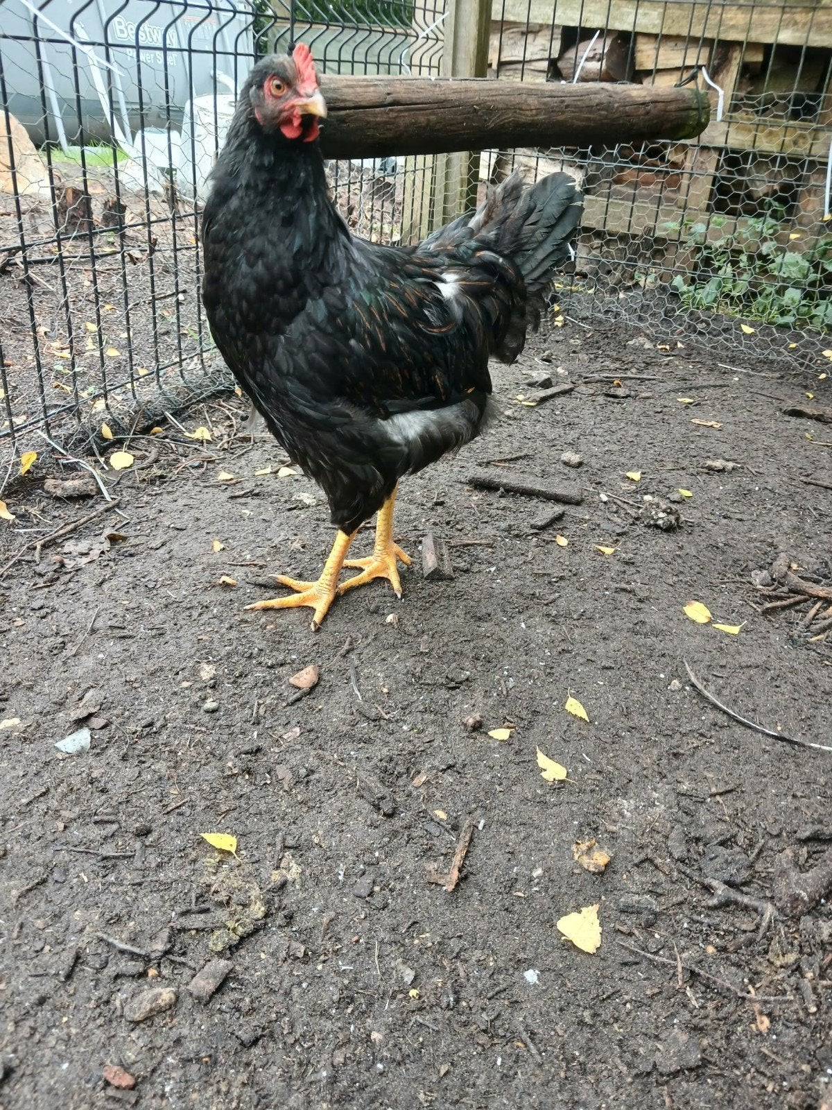 Barnevelder haan gratis ophalen, Dieren en Toebehoren, Pluimvee, Mannelijk, Kip